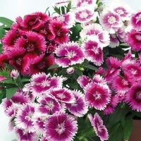 Graines de fleurs OEILLET DE CHINE CHIBA F1 (Dianthus chinensis x barbatus) - Graineterie A. DUCRETTET