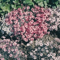 Graines de fleurs OEILLET VIVACE ALLWOODII ALPINUS (Dianthus allwoodii alpinus) - Graineterie A. DUCRETTET