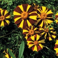  OEILLET D'INDE OEILLET D'INDE-MR MAJESTIC (Tagetes patula nana)-strié rouge et jaune - Graineterie A. DUCRETTET