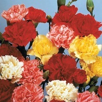 Graines de fleurs OEILLET DES FLEURISTES GRENADIN (Dianthus caryophyllus) - Graineterie A. DUCRETTET