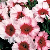 Graines de fleurs OEILLET DE CHINE SUPER PARFAIT F1 (Dianthus chinensis) - Graineterie A. DUCRETTET