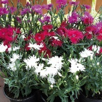 Graines de fleurs OEILLET DE CHINE SUPRA F1 (Dianthus Chinensis x Superbus) - Graineterie A. DUCRETTET