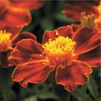  OEILLET D'INDE OEILLET D'INDE-DISCO (Tagetes patula nana)-rouge - graines enrobées - Graineterie A. DUCRETTET