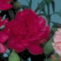 Graines de fleurs OEILLET ANNUEL A MASSIF LILLIPOT F1 (Dianthus caryophyllus) - Graineterie A. DUCRETTET