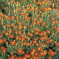  OEILLET D'INDE SIGNATA OEILLET D'INDE SIGNATA-CARINA (Tagetes signata ou tenuifolia)-Ornament (rouge acajou) - Graineterie A. DUCRETTET