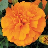 Graines de fleurs OEILLET D'INDE HERO (Tagetes patula nana) - Graineterie A. DUCRETTET