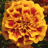Graines de fleurs OEILLET D'INDE HERO (Tagetes patula nana) - Graineterie A. DUCRETTET