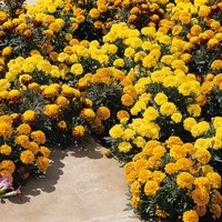 Graines de fleurs OEILLET D'INDE BOY (Tagetes patula nana) - Graineterie A. DUCRETTET