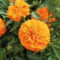 Graines de fleurs OEILLET D'INDE BOY (Tagetes patula nana) - Graineterie A. DUCRETTET