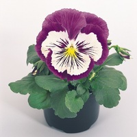  PENSEE A FLEURS MOYENNES PENSEE A FLEURS MOYENNES-CATS F1 (Viola witrockiana)-violet et blanc - Graineterie A. DUCRETTET