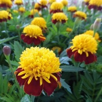  OEILLET D'INDE OEILLET D'INDE-SOLAN (Tagetes patula nana)-bicolore - Graineterie A. DUCRETTET