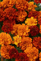 Graines de fleurs OEILLET D'INDE FIREBALL (Tagetes patula) - Graineterie A. DUCRETTET