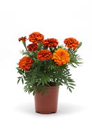  OEILLET D'INDE OEILLET D'INDE-FIREBALL (Tagetes patula)-graines enrobées - Graineterie A. DUCRETTET