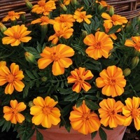  OEILLET D'INDE OEILLET D'INDE-BAMBINO (Tagetes patula nana)-orangé - Graineterie A. DUCRETTET