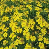  OEILLET D'INDE SIGNATA OEILLET D'INDE SIGNATA-CARINA (Tagetes signata ou tenuifolia)-Lulu (jaune citron) - Graineterie A. DUCRETTET