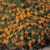  OEILLET D'INDE SIGNATA OEILLET D'INDE SIGNATA-CARINA (Tagetes signata ou tenuifolia)-Carina (orange) - Graineterie A. DUCRETTET