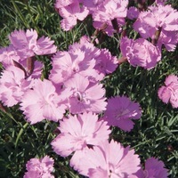  OEILLET VIVACE OEILLET VIVACE-CAESIUS GRANDIFLORUS (Dianthus gratianopolitanus)-rose - Graineterie A. DUCRETTET