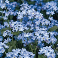  MYOSOTIS MYOSOTIS-SAVOIE (Création française MELBA)-bleu - Graineterie A. DUCRETTET