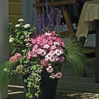 Graines de fleurs OEILLET VIVACE FLAVORA (Dianthus gratianopolitanus) - Graineterie A. DUCRETTET