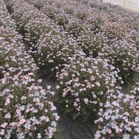 Graines de fleurs MYOSOTIS SAVOIE (Création française MELBA) - Graineterie A. DUCRETTET