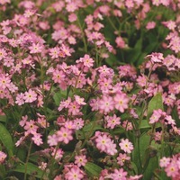  MYOSOTIS MYOSOTIS-SAVOIE (Création française MELBA)-rose - Graineterie A. DUCRETTET