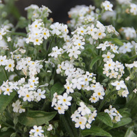  MYOSOTIS MYOSOTIS-SAVOIE (Création française MELBA)-blanc - Graineterie A. DUCRETTET