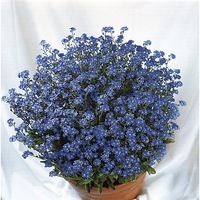  MYOSOTIS MYOSOTIS-MIRO (Roggli) (Myosotis sylvatica (alpestris))-bleu indigo - Graineterie A. DUCRETTET