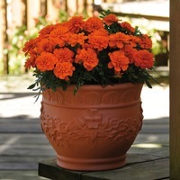 Graines de fleurs OEILLET D'INDE BONANZA (Tagetes patula nana) - Graineterie A. DUCRETTET
