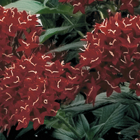 Graines de fleurs PENTAS LANCEOLATA GRAFFITI F1 (Pentas lanceolata) - Graineterie A. DUCRETTET