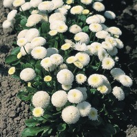  PAQUERETTE PAQUERETTE-TASSO (Bellis perennis)-blanc                                                                                               , graines enrobées - Graineterie A. DUCRETTET