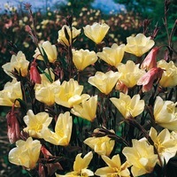 Graines de fleurs OENOTHERE LEMON SUNSET (Oenothera longifolia) - Graineterie A. DUCRETTET