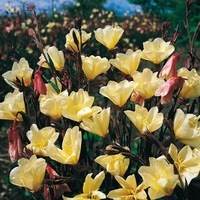  OENOTHERE OENOTHERE-LEMON SUNSET (Oenothera longifolia)-jaune - Graineterie A. DUCRETTET