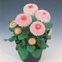  PAQUERETTE PAQUERETTE-TASSO (Bellis perennis)-rose clair (pink)                                                                                   , graines enrobées - Graineterie A. DUCRETTET