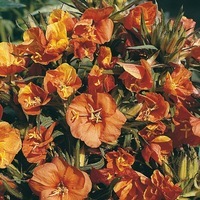  OENOTHERE OENOTHERE-SUNSET BOULEVARD (Oenothera versicolor)-orange - Graineterie A. DUCRETTET