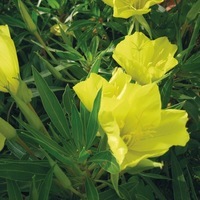  OENOTHERE OENOTHERE-MISSOURIENSIS (Oenothera missouriensis (ou macrocarpa))-jaune d'or - Graineterie A. DUCRETTET