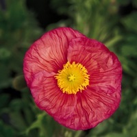  PAVOT D'ISLANDE PAVOT D'ISLANDE-BULLES DE CHAMPAGNE F1 (Papaver nudicaule)-rose - Graineterie A. DUCRETTET