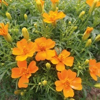 Graines de fleurs OEILLET D'INDE SIGNATA GEM (Tagetes signata ou tenuifolia) - Graineterie A. DUCRETTET