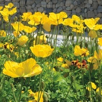  PAVOT D'ISLANDE PAVOT D'ISLANDE-BULLES DE CHAMPAGNE F1 (Papaver nudicaule)-jaune - Graineterie A. DUCRETTET