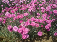  OEILLET VIVACE OEILLET VIVACE-MIGNARDISE (Dianthus plumarius)-rose - Graineterie A. DUCRETTET