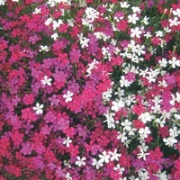 Graines de fleurs OEILLET VIVACE CONFETTI (Dianthus deltoïdes) - Graineterie A. DUCRETTET