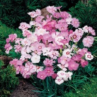 Graines de fleurs OEILLET VIVACE SWEETNESS (Dianthus plumarius) - Graineterie A. DUCRETTET