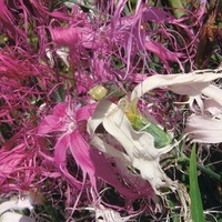 Graines de fleurs OEILLET VIVACE SPOOKY (Dianthus) - Graineterie A. DUCRETTET
