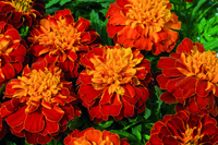  OEILLET D'INDE OEILLET D'INDE-SUPER HERO (Tagetes patula nana)-HARMONY (bicolore brun et orange) - graines enrobées - Graineterie A. DUCRETTET