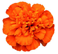  OEILLET D'INDE OEILLET D'INDE-SUPER HERO (Tagetes patula nana)- - Graineterie A. DUCRETTET