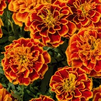  OEILLET D'INDE OEILLET D'INDE-SUPER HERO (Tagetes patula nana)-ORANGE FLAME (acajou bordé jaune d'or) - graines enrobées - Graineterie A. DUCRETTET