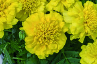 Graines de fleurs OEILLET D'INDE SUPER HERO (Tagetes patula nana) - Graineterie A. DUCRETTET