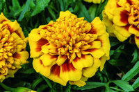  OEILLET D'INDE OEILLET D'INDE-SUPER HERO (Tagetes patula nana)- - Graineterie A. DUCRETTET