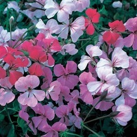 Graines de fleurs GERANIUM LIERRE SUMMERTIME F1 (Pelargonium peltatum) - Graineterie A. DUCRETTET