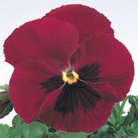 Graines de fleurs PENSEE A GRANDES FLEURS PRIM'PLUS F1 (Création française MELBA) - Graineterie A. DUCRETTET