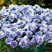 Graines de fleurs PENSEE POUR SUSPENSIONS FREEFALL F1 (Viola witrockiana) - Graineterie A. DUCRETTET